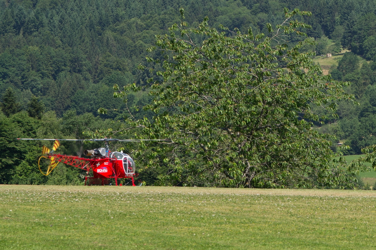 wieslet-02920