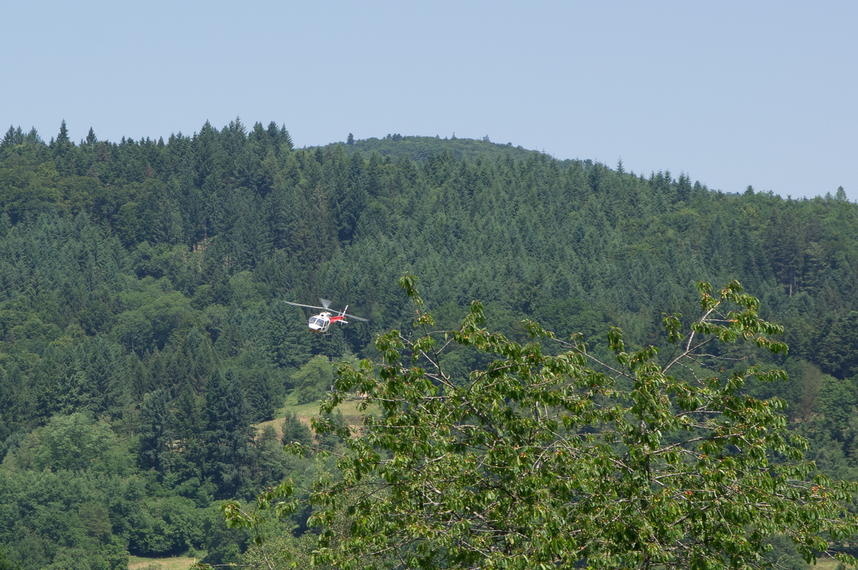 wieslet-02971