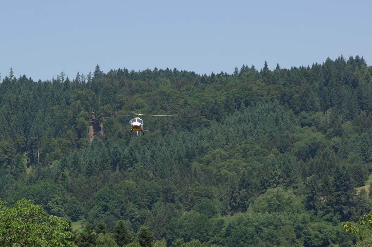 wieslet-02973